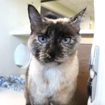 Clover -  Siamese Cat for Adoption in Des Moines, Iowa - Clover | PetCurious
