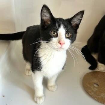 Rescue Domestic Short Hair Cats for Adoption - Goose | PetCurious