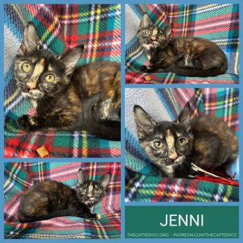 Jenni -  Domestic Short Hair Cat for Adoption in Corpus Christi, Texas - Jenni | PetCurious