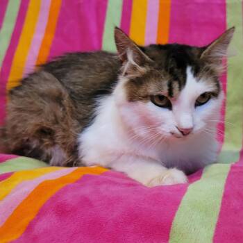 Hawaiian Tropic -  Domestic Long Hair Cat for Adoption in La Grange, Kentucky - Hawaiian Tropic | PetCurious