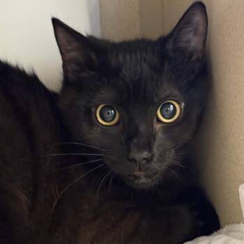 Domestic Short Hair Cats Available for Adoption in Gloucester, Virginia - Miley | PetCurious