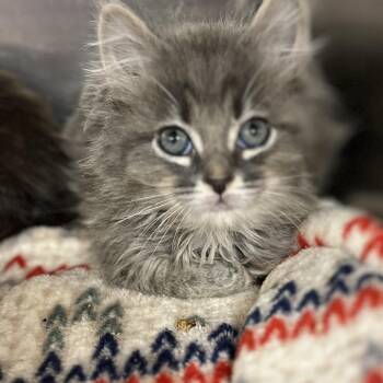 Domestic Medium Hair Cats Available for Adoption in Uniontown, Pennsylvania - Timmy | PetCurious