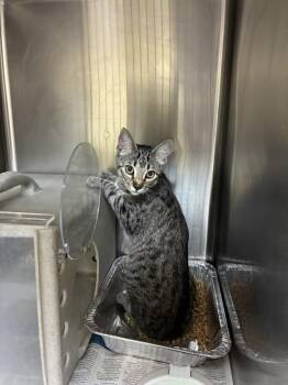 STRAWBERRY -  Domestic Short Hair Cat for Adoption in Texas City, Texas - STRAWBERRY | PetCurious