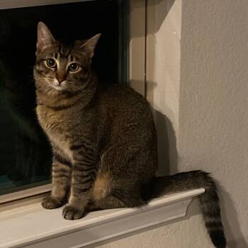 Rescue Domestic Short Hair Cats for Adoption in Magnolia, Texas - Cha-Cha | PetCurious