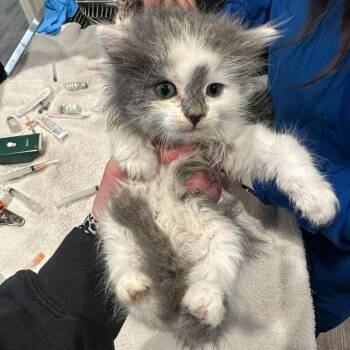 Domestic Long Hair Cats Available for Adoption in Madison, Wisconsin - Schuyler | PetCurious