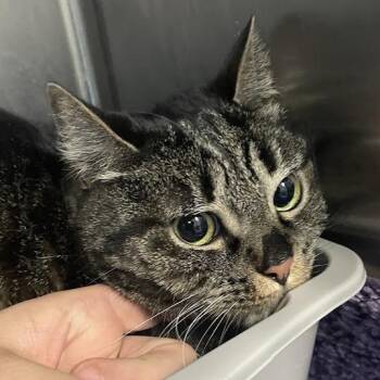 Ellis -  Domestic Short Hair Cat for Adoption in Port Charlotte, Florida - Ellis | PetCurious