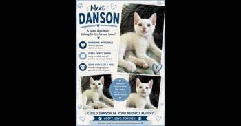 Danson -  Domestic Short Hair Cat for Adoption in Ruskin, Florida - Danson | PetCurious
