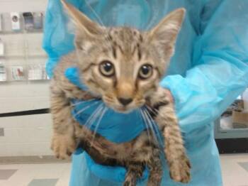 A477872 -  Domestic Short Hair Cat for Adoption in Oklahoma City, Oklahoma - A477872 | PetCurious