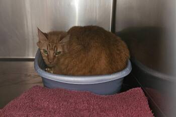 Claudia -  Domestic Medium Hair Cat for Adoption in Mocksville, North Carolina - Claudia | PetCurious
