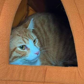 Domestic Short Hair Cats Available for Adoption - Patrick | PetCurious