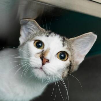 Violet -  Domestic Short Hair Cat for Adoption in Middletown, Rhode Island - Violet | PetCurious
