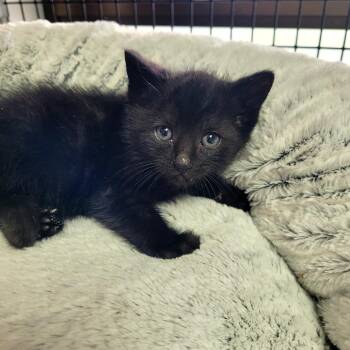 Kirk -  Domestic Short Hair Cat for Adoption in Belfair, Washington - Kirk | PetCurious
