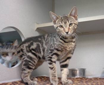 BABE RUTH -  Tabby Cat for Adoption in Delhi, New York - BABE RUTH | PetCurious