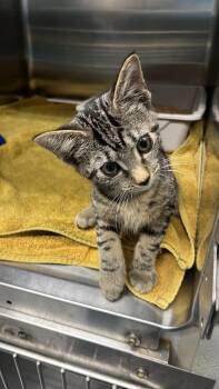 Pebble -  Domestic Short Hair Cat for Adoption in Burgaw, North Carolina - Pebble | PetCurious