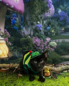 Domestic Short Hair Cats Available for Adoption - Sonny | PetCurious