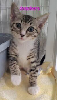 Snickers (Marie) -  Domestic Short Hair Cat for Adoption in Diamond Springs, California - Snickers (Marie) | PetCurious