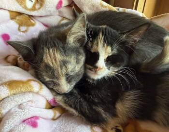 TIRAMISU & MINI MUFFIN -  Domestic Short Hair Cat for Adoption in Owatonna, Minnesota - TIRAMISU & MINI MUFFIN | PetCurious