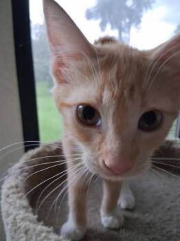 Orange Peel -  Domestic Short Hair Cat for Adoption in Oviedo, Florida - Orange Peel | PetCurious