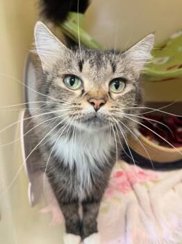 Jayda -  Domestic Medium Hair Cat for Adoption in Menomonie, Wisconsin - Jayda | PetCurious