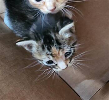 SCORPIO -  Domestic Medium Hair Cat for Adoption in Dallas, Texas - SCORPIO | PetCurious