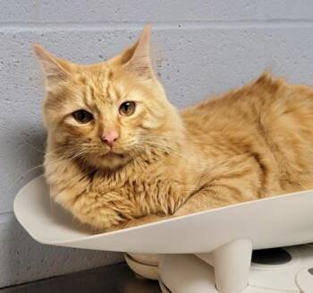Rescue Domestic Long Hair Cats for Adoption in Dekalb, Illinois - Sunny | PetCurious