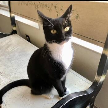 Rescue Domestic Short Hair Cats for Adoption in Lodi, California - Gypsy | PetCurious