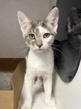 Webkinz -  Domestic Short Hair Cat for Adoption in West Chester, Pennsylvania - Webkinz | PetCurious