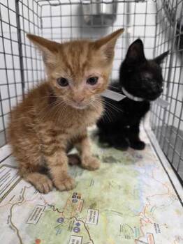 Tito -  Domestic Short Hair Cat for Adoption in Sevierville, Tennessee - Tito | PetCurious