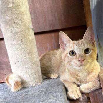 Mandarin Orange -  Tabby and Domestic Short Hair Cat for Adoption in Knoxville, Tennessee - Mandarin Orange | PetCurious