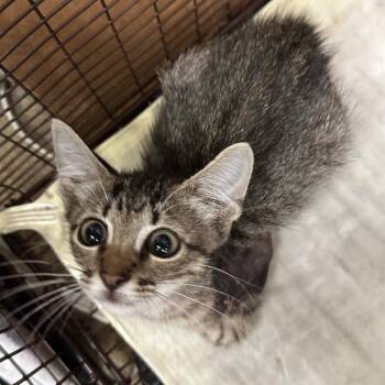 Eternity -  Domestic Short Hair Cat for Adoption in San Antonio, Texas - Eternity | PetCurious