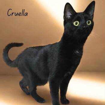 Rescue Domestic Long Hair Cats for Adoption in Tylertown, Mississippi - Cruella | PetCurious