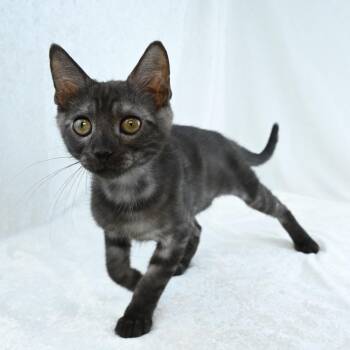 Percival -  Domestic Short Hair Cat for Adoption in Mobile, Alabama - Percival | PetCurious