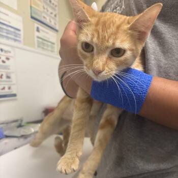 Dolly -  Domestic Short Hair Cat for Adoption in Tulsa, Oklahoma - Dolly | PetCurious