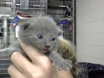 A185497 -  Domestic Short Hair Cat for Adoption in Pasadena, Texas - A185497 | PetCurious