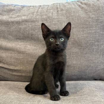Caprese -  Domestic Short Hair Cat for Adoption in Dallas, Texas - Caprese | PetCurious