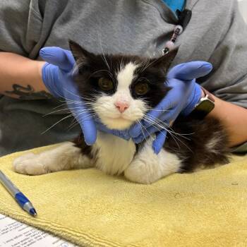 Domestic Long Hair Cats Available for Adoption in Charlottesville, Virginia - Berries | PetCurious