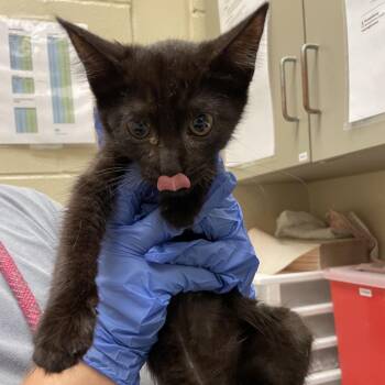 Queen Miranda -  Domestic Short Hair Cat for Adoption in Columbus, Georgia - Queen Miranda | PetCurious