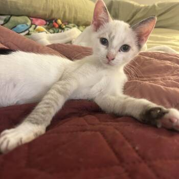 Cherry -  Domestic Short Hair Cat for Adoption in Davis, California - Cherry | PetCurious