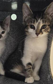 Luke -  Domestic Short Hair Cat for Adoption in Athens, Tennessee - Luke | PetCurious