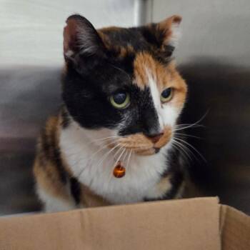 Kitty -  Domestic Short Hair Cat for Adoption in Chattanooga, Tennessee - Kitty | PetCurious