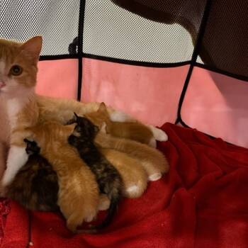 Rescue Domestic Short Hair Cats for Adoption in St. Louis, Missouri - Oz | PetCurious