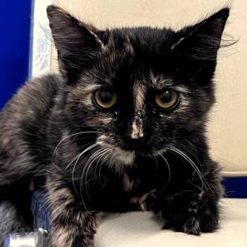 Petunia -  Domestic Short Hair Cat for Adoption in Los Angeles, California - Petunia | PetCurious
