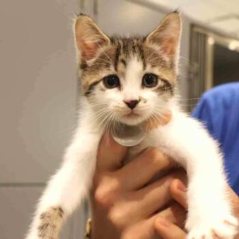 Gar -  Domestic Short Hair Cat for Adoption in Port Washington, New York - Gar | PetCurious