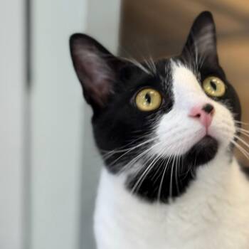 Domestic Short Hair Cats Available for Adoption - Domino | PetCurious