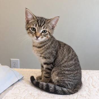 Bad Bunny -  Domestic Short Hair Cat for Adoption in Gibsonia, Pennsylvania - Bad Bunny | PetCurious