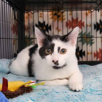Rescue Domestic Short Hair Cats for Adoption in Middleburg, Florida - Zin 27842 | PetCurious