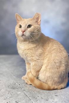 Domestic Short Hair Cats Available for Adoption in Champaign, Illinois - Cedric | PetCurious