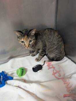 Rescue Domestic Short Hair Cats for Adoption in Leander, Texas - Rosie | PetCurious