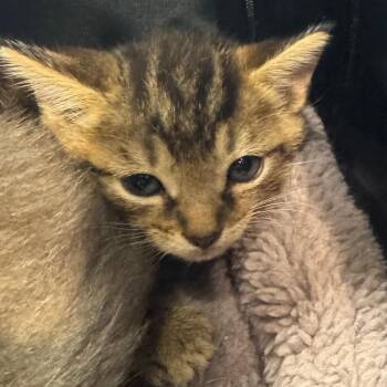 Chip -  Domestic Short Hair Cat for Adoption in Winston-salem, North Carolina - Chip | PetCurious
