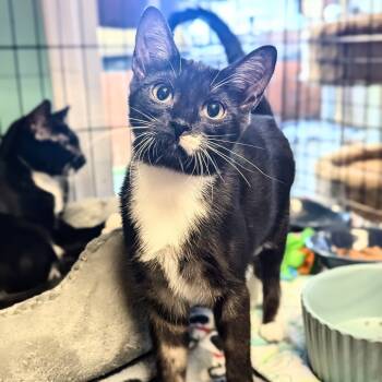 Rescue Domestic Short Hair Cats for Adoption - Meadowlark | PetCurious